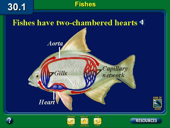 Fishes have two-chambered hearts Aorta Gills Heart Capillary network 