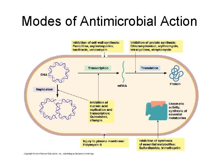 Modes of Antimicrobial Action  Modes of Antimicrobial Action