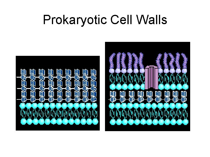 Prokaryotic Cell Walls  Prokaryotic Cell Walls