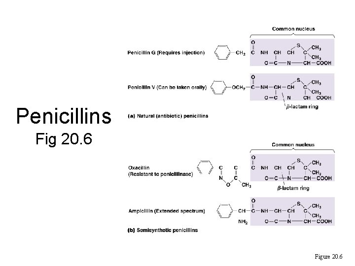 Penicillins Fig 20. 6 Figure 20. 6  Penicillins Fig 20. 6 Figure 20. 6