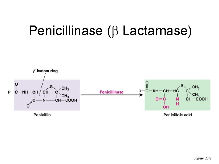 Penicillinase ( Lactamase) Figure 20. 8  Penicillinase ( Lactamase) Figure 20. 8