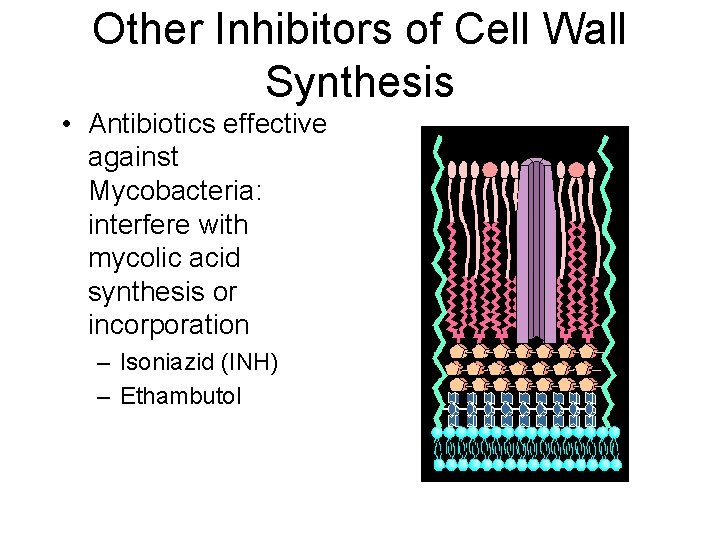 Other Inhibitors of Cell Wall Synthesis • Antibiotics effective against Mycobacteria: interfere with mycolic Other Inhibitors of Cell Wall Synthesis • Antibiotics effective against Mycobacteria: interfere with mycolic