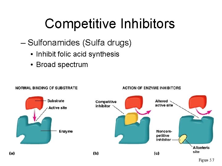 Competitive Inhibitors – Sulfonamides (Sulfa drugs) • Inhibit folic acid synthesis • Broad spectrum Competitive Inhibitors – Sulfonamides (Sulfa drugs) • Inhibit folic acid synthesis • Broad spectrum