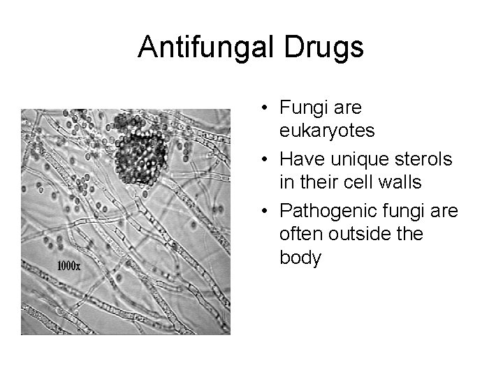Antifungal Drugs • Fungi are eukaryotes • Have unique sterols in their cell walls Antifungal Drugs • Fungi are eukaryotes • Have unique sterols in their cell walls