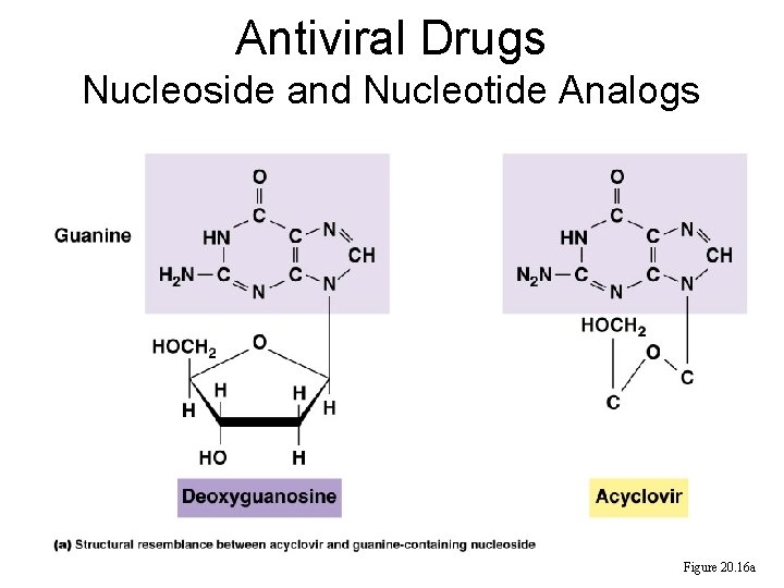 Antiviral Drugs Nucleoside and Nucleotide Analogs Figure 20. 16 a  Antiviral Drugs Nucleoside and Nucleotide Analogs Figure 20. 16 a