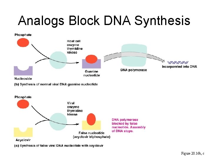Analogs Block DNA Synthesis Figure 20. 16 b, c  Analogs Block DNA Synthesis Figure 20. 16 b, c