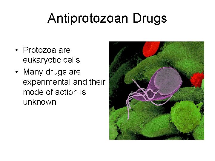 Antiprotozoan Drugs • Protozoa are eukaryotic cells • Many drugs are experimental and their Antiprotozoan Drugs • Protozoa are eukaryotic cells • Many drugs are experimental and their