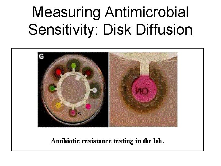 Measuring Antimicrobial Sensitivity: Disk Diffusion  Measuring Antimicrobial Sensitivity: Disk Diffusion