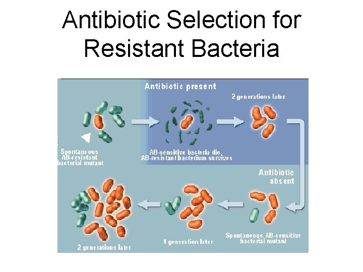 Antibiotic Selection for Resistant Bacteria  Antibiotic Selection for Resistant Bacteria