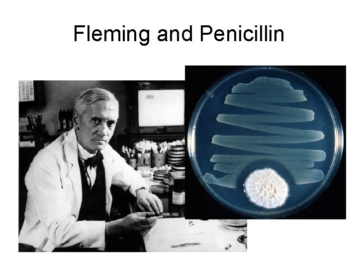 Fleming and Penicillin  Fleming and Penicillin