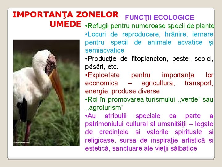 IMPORTANŢA ZONELOR FUNCŢII ECOLOGICE UMEDE • Refugii pentru numeroase specii de plante • Locuri