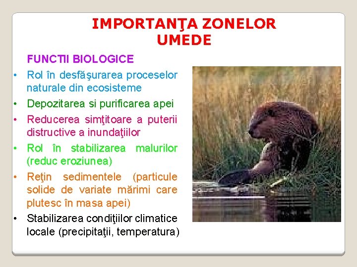 IMPORTANŢA ZONELOR UMEDE • • • FUNCTII BIOLOGICE Rol în desfăşurarea proceselor naturale din