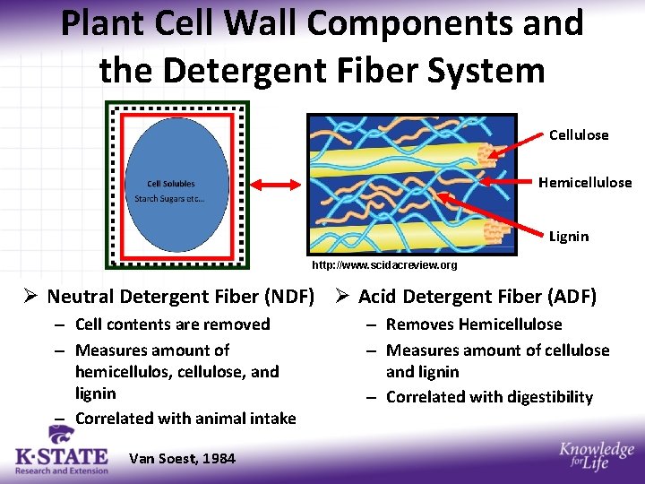 Plant Cell Wall Components and the Detergent Fiber System Cellulose Hemicellulose Lignin http: //www.