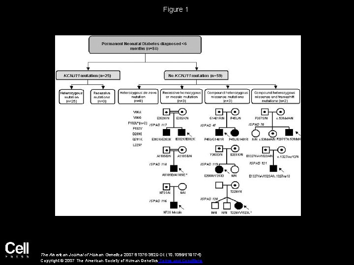 Figure 1 The American Journal of Human Genetics 2007 81375 -382 DOI: (10. 1086/519174)