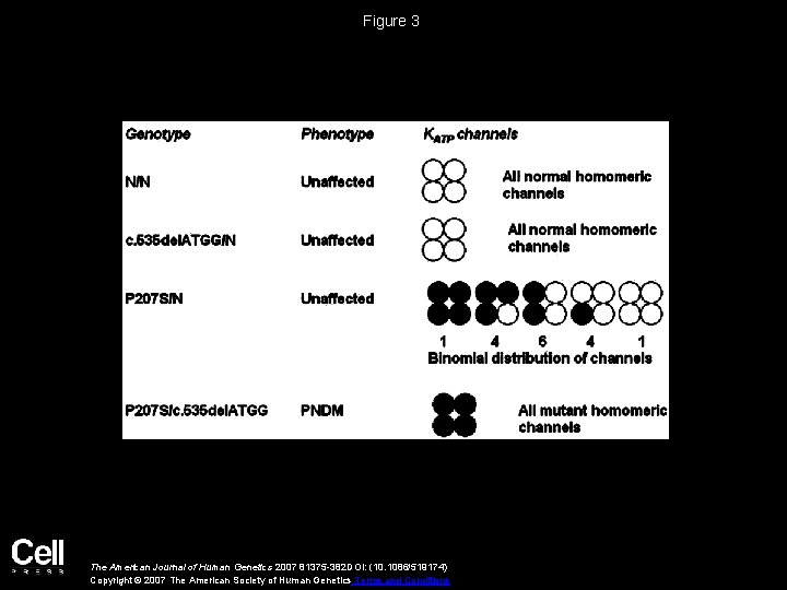 Figure 3 The American Journal of Human Genetics 2007 81375 -382 DOI: (10. 1086/519174)