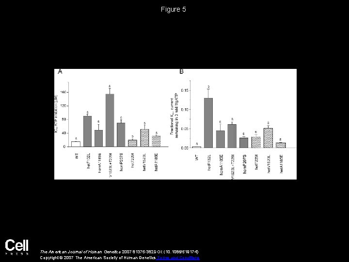 Figure 5 The American Journal of Human Genetics 2007 81375 -382 DOI: (10. 1086/519174)