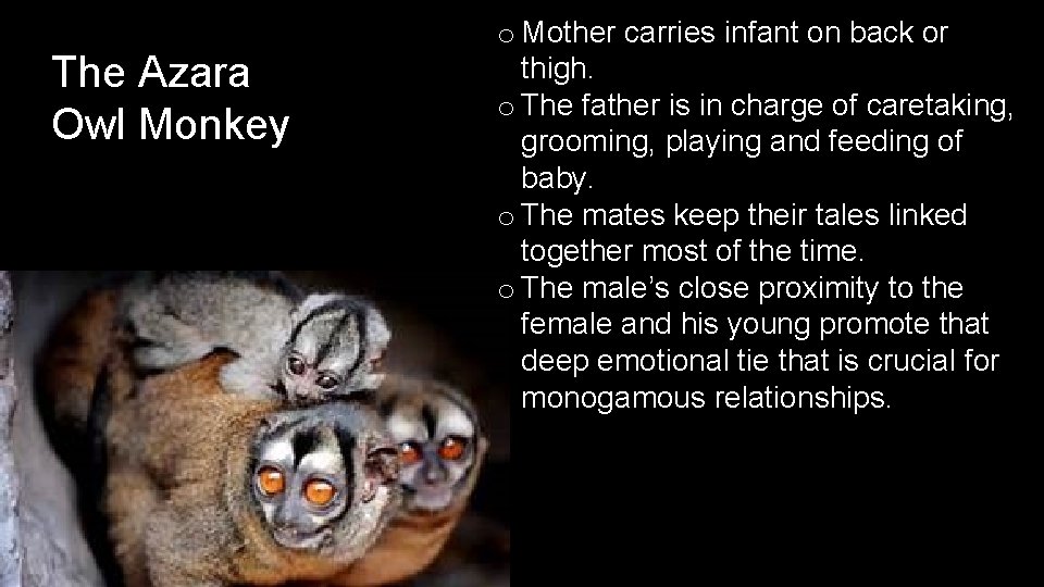 The Azara Owl Monkey o Mother carries infant on back or thigh. o The