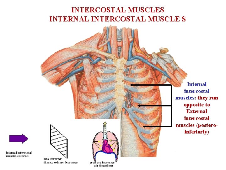 INTERCOSTAL MUSCLES INTERNAL INTERCOSTAL MUSCLE S Internal intercostal muscles: they run opposite to External