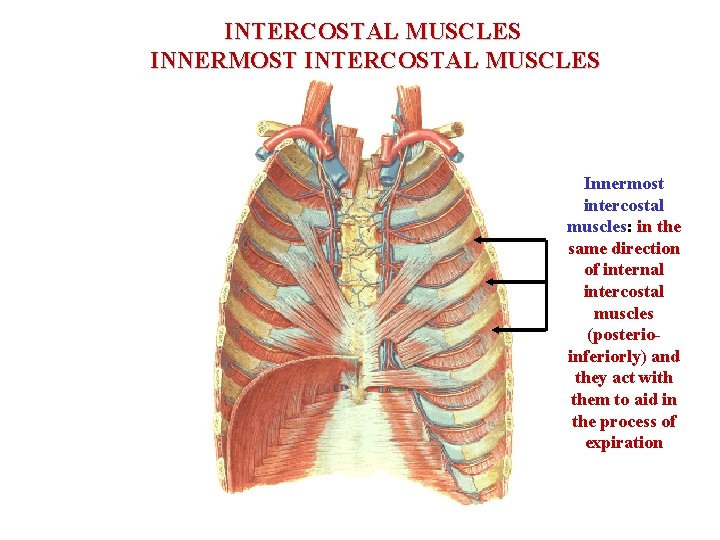 INTERCOSTAL MUSCLES INNERMOST INTERCOSTAL MUSCLES Innermost intercostal muscles: in the same direction of internal