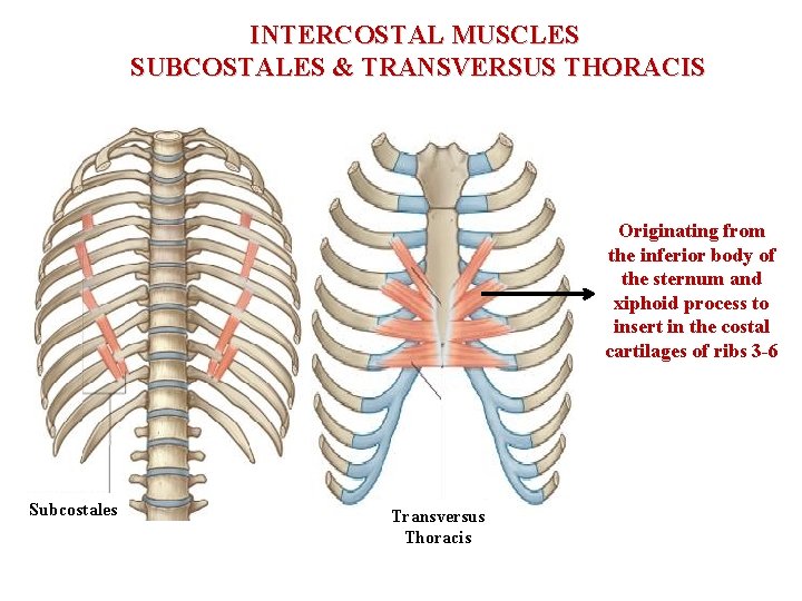 INTERCOSTAL MUSCLES SUBCOSTALES & TRANSVERSUS THORACIS Originating from the inferior body of the sternum