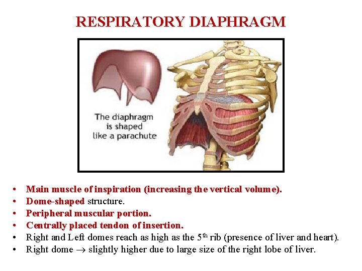 RESPIRATORY DIAPHRAGM • • • Main muscle of inspiration (increasing the vertical volume). Dome-shaped