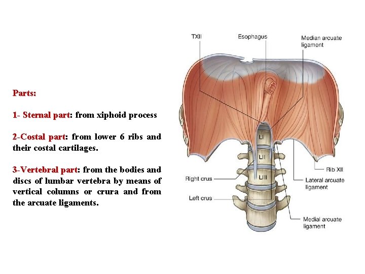 Parts: 1 - Sternal part: part from xiphoid process 2 -Costal part: part from