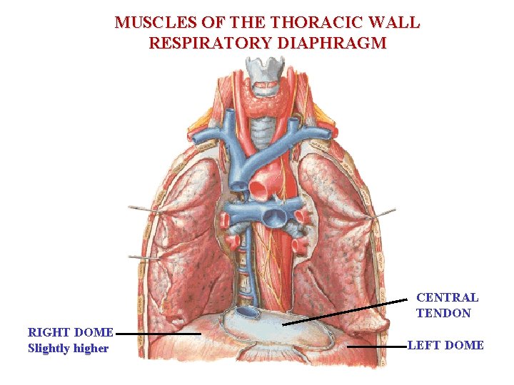 MUSCLES OF THE THORACIC WALL RESPIRATORY DIAPHRAGM CENTRAL TENDON RIGHT DOME Slightly higher LEFT