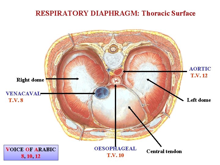 RESPIRATORY DIAPHRAGM: Thoracic Surface AORTIC T. V. 12 Right dome VENACAVAL T. V. 8
