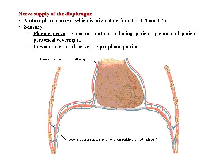 Nerve supply of the diaphragm: • Motor: phrenic nerve (which is originating from C