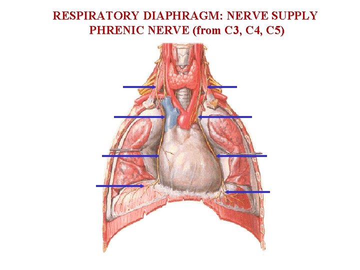 RESPIRATORY DIAPHRAGM: NERVE SUPPLY PHRENIC NERVE (from C 3, C 4, C 5) 