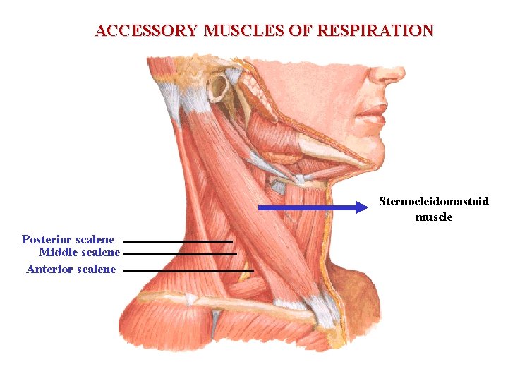 ACCESSORY MUSCLES OF RESPIRATION Sternocleidomastoid muscle Posterior scalene Middle scalene Anterior scalene 