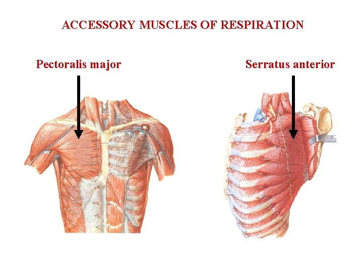 ACCESSORY MUSCLES OF RESPIRATION Pectoralis major Serratus anterior 
