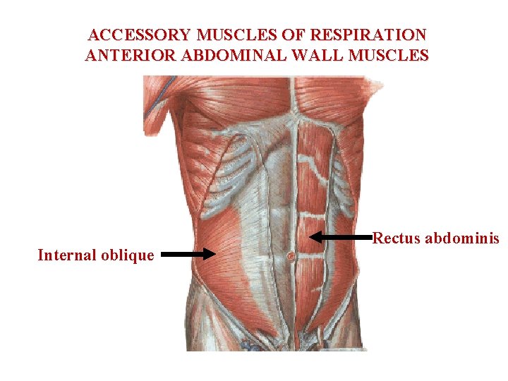 ACCESSORY MUSCLES OF RESPIRATION ANTERIOR ABDOMINAL WALL MUSCLES Internal oblique Rectus abdominis 