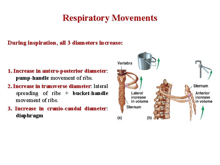 Respiratory Movements During inspiration, all 3 diameters increase: 1. Increase in antero-posterior diameter: diameter