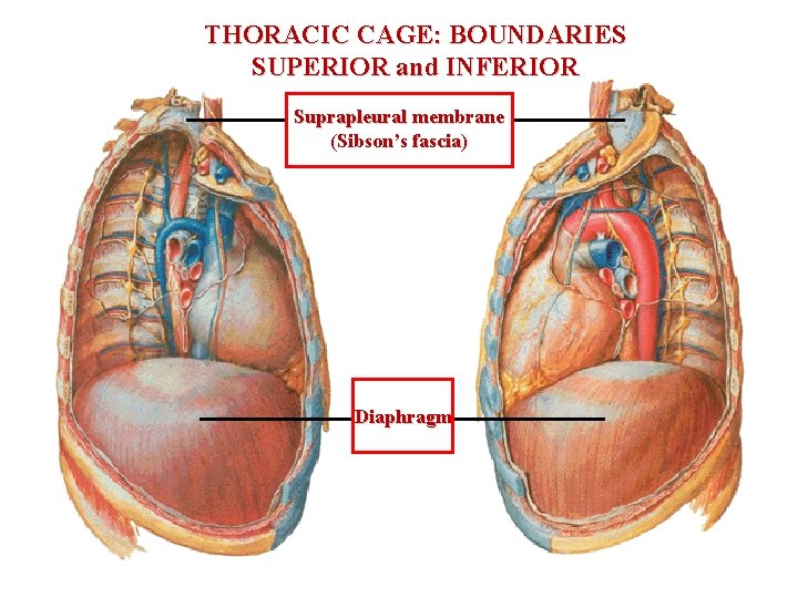 THORACIC CAGE: BOUNDARIES SUPERIOR and INFERIOR Suprapleural membrane (Sibson’s fascia) Diaphragm 