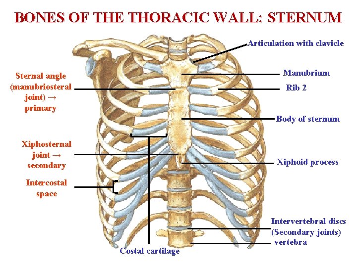 BONES OF THE THORACIC WALL: STERNUM Articulation with clavicle Manubrium Sternal angle (manubriosteral joint)