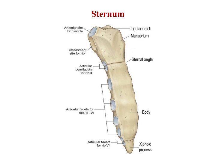 Sternum 