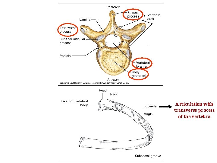 Articulation with transverse process of the vertebra 
