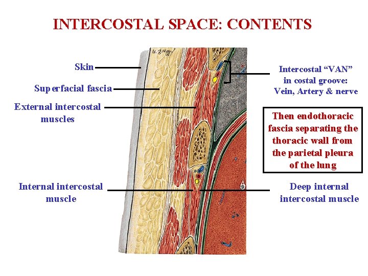 INTERCOSTAL SPACE: CONTENTS Skin Superfacial fascia External intercostal muscles Internal intercostal muscle Intercostal “VAN”