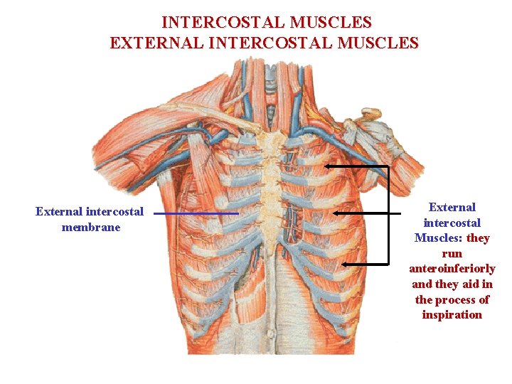 INTERCOSTAL MUSCLES EXTERNAL INTERCOSTAL MUSCLES External intercostal membrane External intercostal Muscles: they run anteroinferiorly