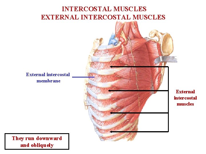 INTERCOSTAL MUSCLES EXTERNAL INTERCOSTAL MUSCLES External intercostal membrane External intercostal muscles They run downward