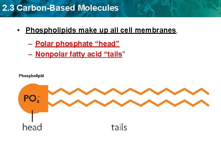 2. 3 Carbon-Based Molecules • Phospholipids make up all cell membranes. – Polar phosphate