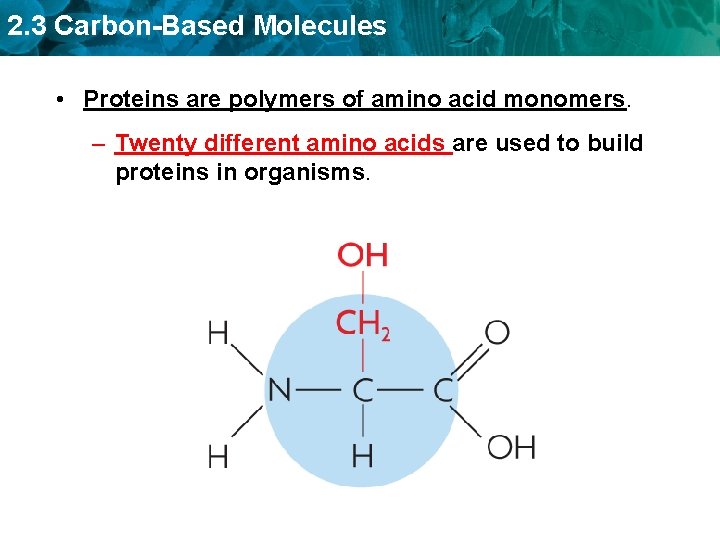 2. 3 Carbon-Based Molecules • Proteins are polymers of amino acid monomers. – Twenty