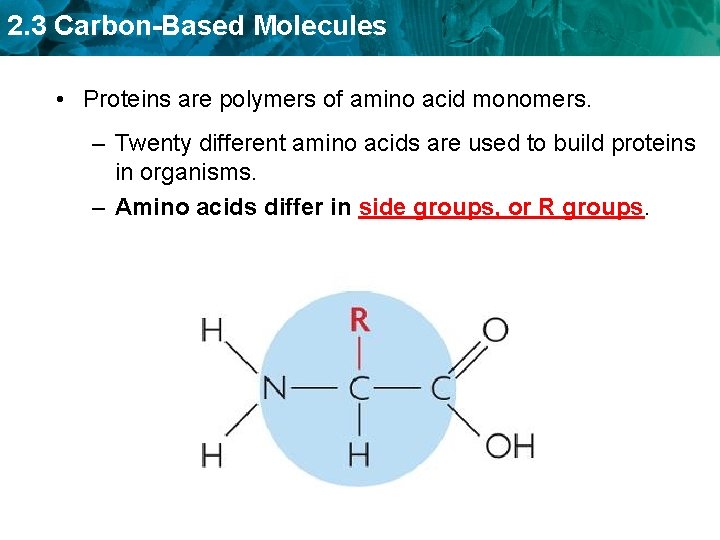 2. 3 Carbon-Based Molecules • Proteins are polymers of amino acid monomers. – Twenty