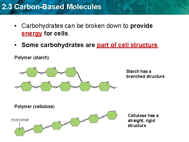 2. 3 Carbon-Based Molecules • Carbohydrates can be broken down to provide energy for