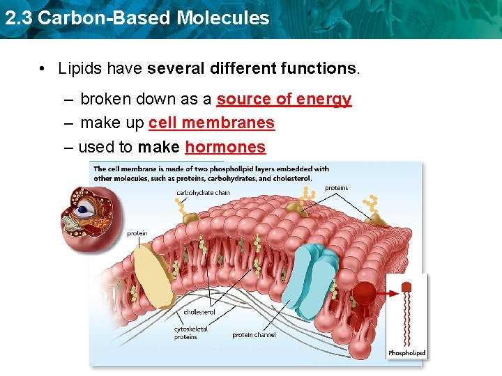 2. 3 Carbon-Based Molecules • Lipids have several different functions. – broken down as