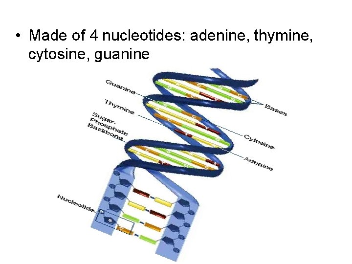  • Made of 4 nucleotides: adenine, thymine, cytosine, guanine 