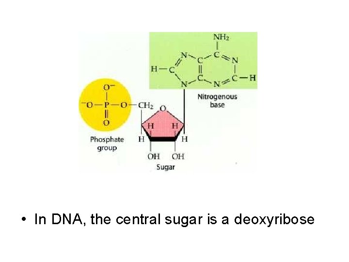  • In DNA, the central sugar is a deoxyribose 