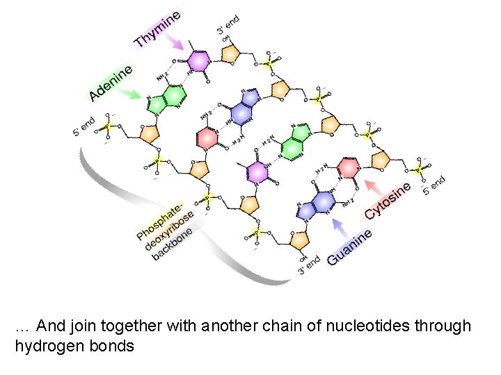 … And join together with another chain of nucleotides through hydrogen bonds 
