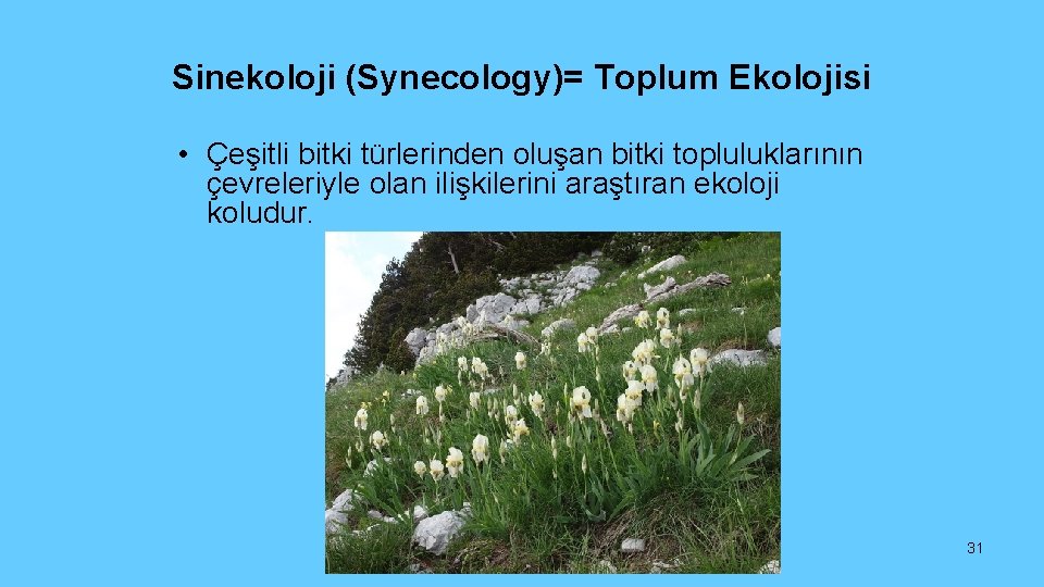 Sinekoloji (Synecology)= Toplum Ekolojisi • Çeşitli bitki türlerinden oluşan bitki topluluklarının çevreleriyle olan ilişkilerini